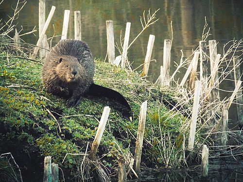 Beaver on Mai Fete Island