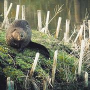 Beaver on Mai Fete Island