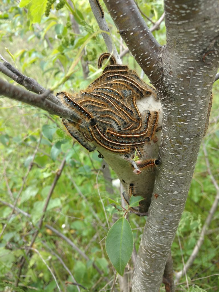 Eastern Tent Caterpillars on their tent.