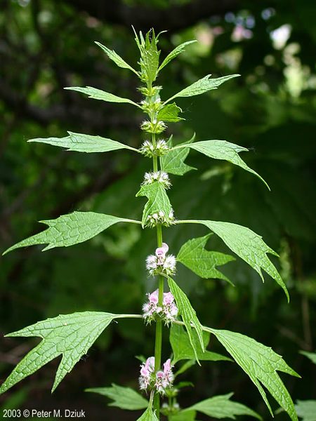 Motherwort