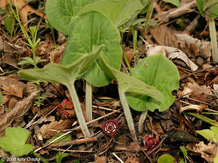 Canadian Wild Ginger