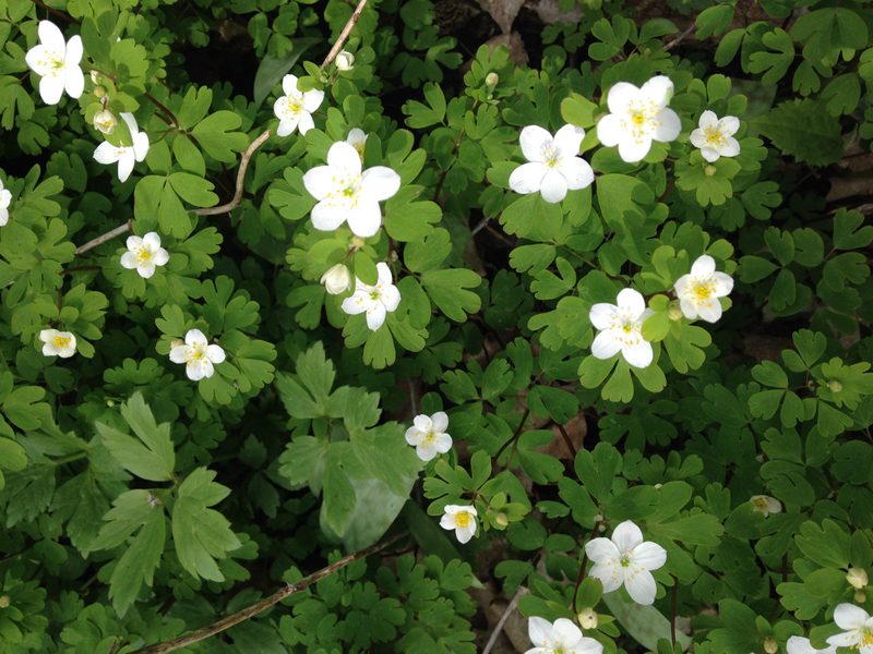 False Rue Anemone