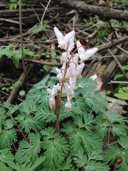 Dutchman's Breeches