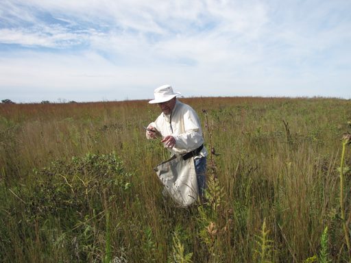Seed Collection in the Arb.