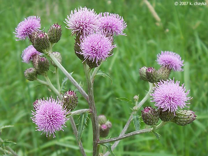 Canada Thistle