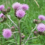 Canada Thistle