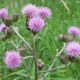 Canada Thistle