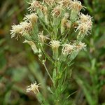 False Boneset