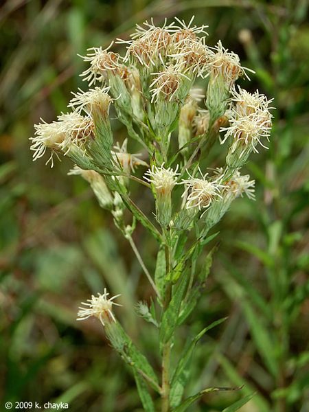 False Boneset
