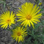 Hairy False Golden Aster