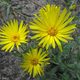 Hairy False Golden Aster
