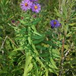 New England Aster