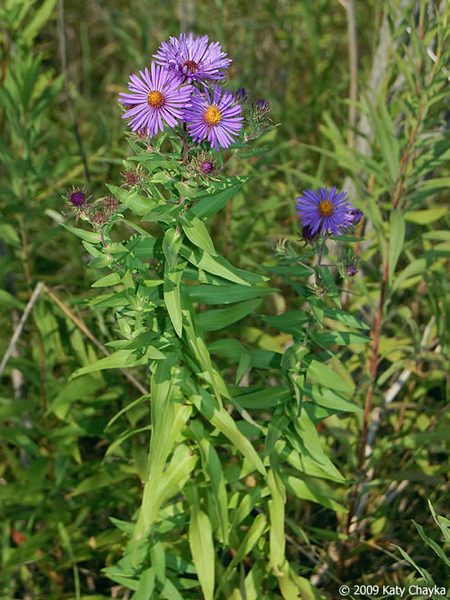 New England Aster