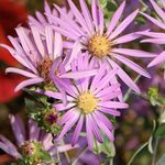 Silky Aster