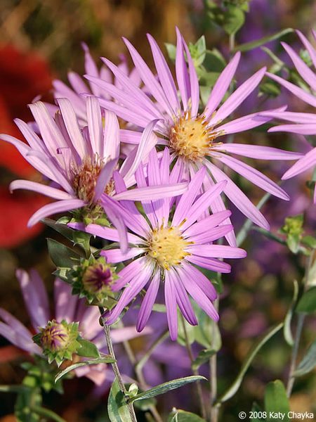 Silky Aster