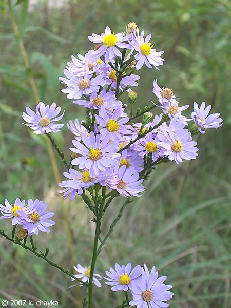 Sky Blue Aster