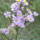 Sky Blue Aster