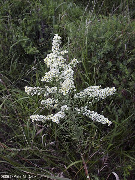White Heath Aster