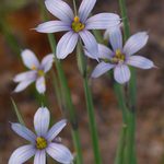 Prairie Blue-eyed Grass
