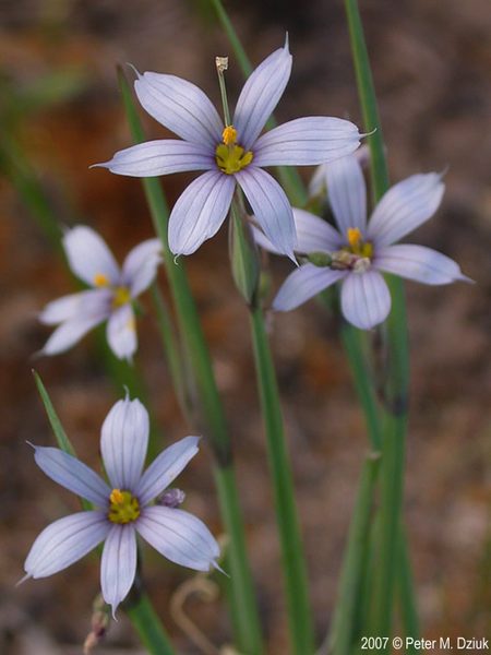 Prairie Blue-eyed Grass