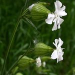 White Campion