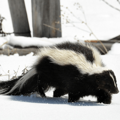 Striped Skunk in snow, Credit: Flickr user Dan Dzurisin