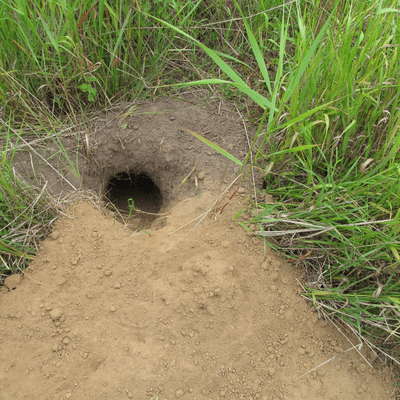 American Badger (Taxidea taxus) den entrance in the Lower Arboretum
