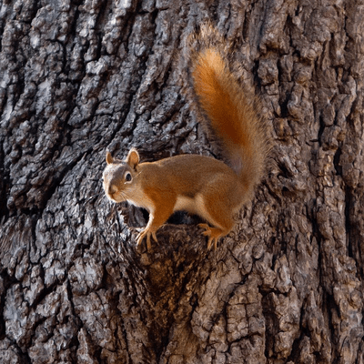 Red Squirrel (Tamiasciurus hudsonicus) next to tree hollow nest entrance