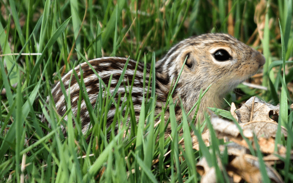 Thirteen-lined Ground Squirrel in lawn (Flickr)