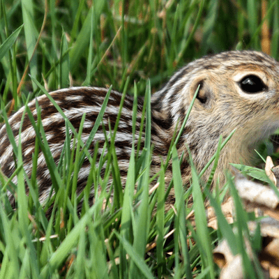 Thirteen-lined Ground Squirrel in lawn (Flickr)