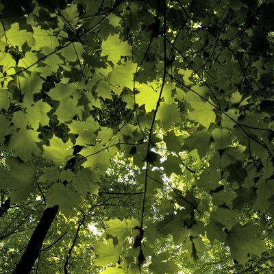 Light shining through maple tree leaves by Tom Roster