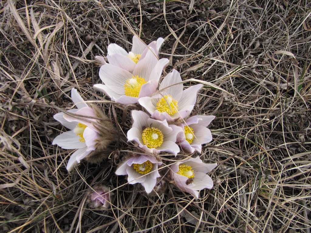 Pasque Flower by Nancy Braker