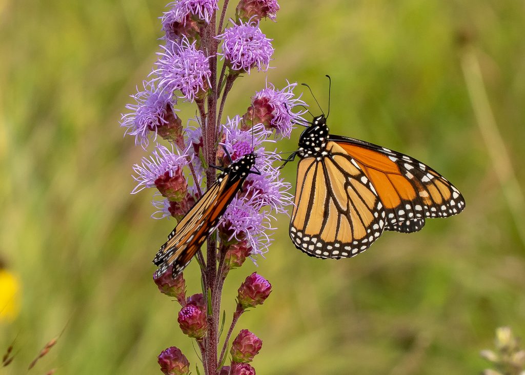 Monarch Butterfly on Liatris, Gerry Hoekstra