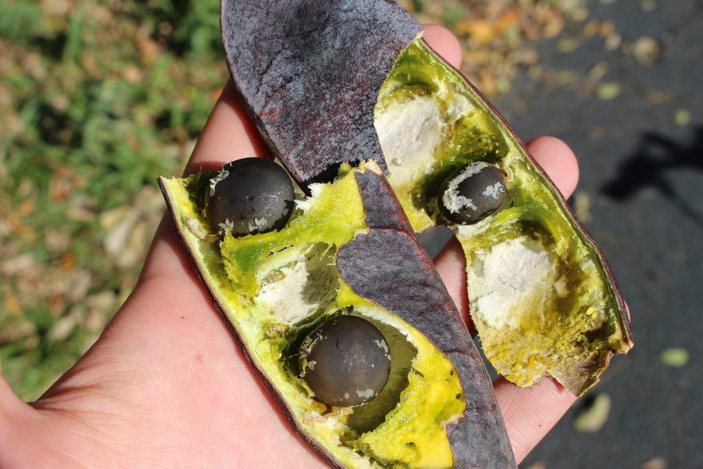 The fleshy interior of a Kentucky Coffee Tree seed pod