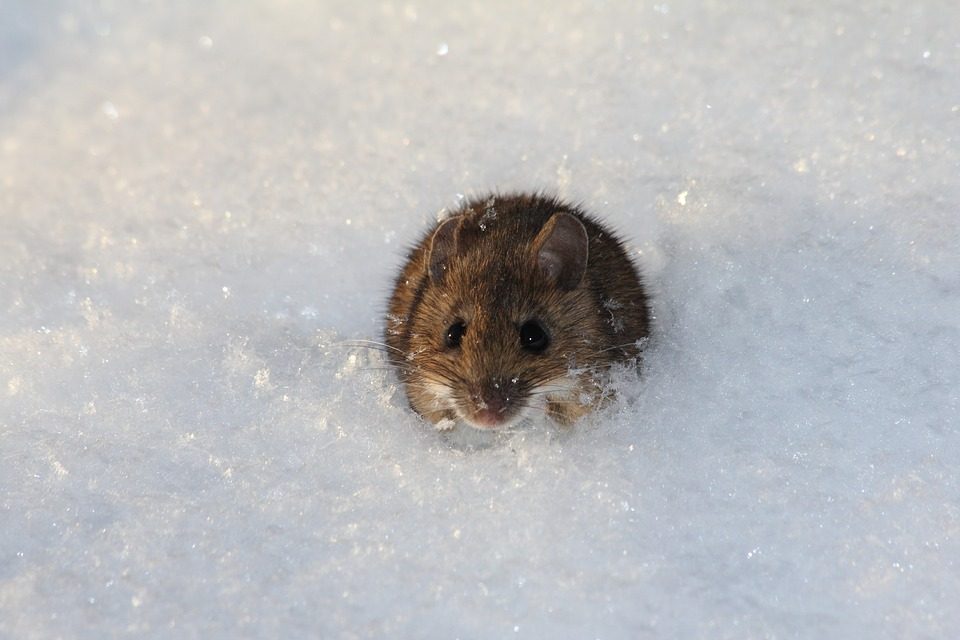 A vole pokes its head out of the snow.