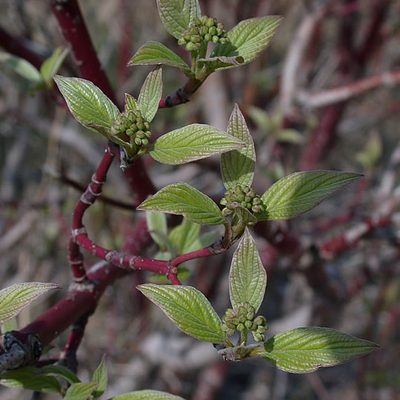 Spring buds of the Red-Osier Dogwood. Note the red bark.