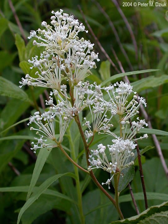 New Jersey Tea (Ceanothus americanus)  Cowling Arboretum  Carleton College