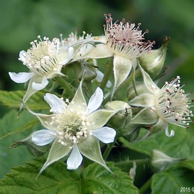 Black Raspberry's characteristic white, nearly translucent flowers.