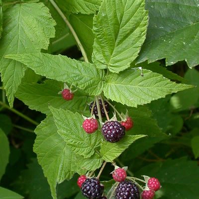 Black Raspberry's cluster berries, just after ripening, and toothed leaves.