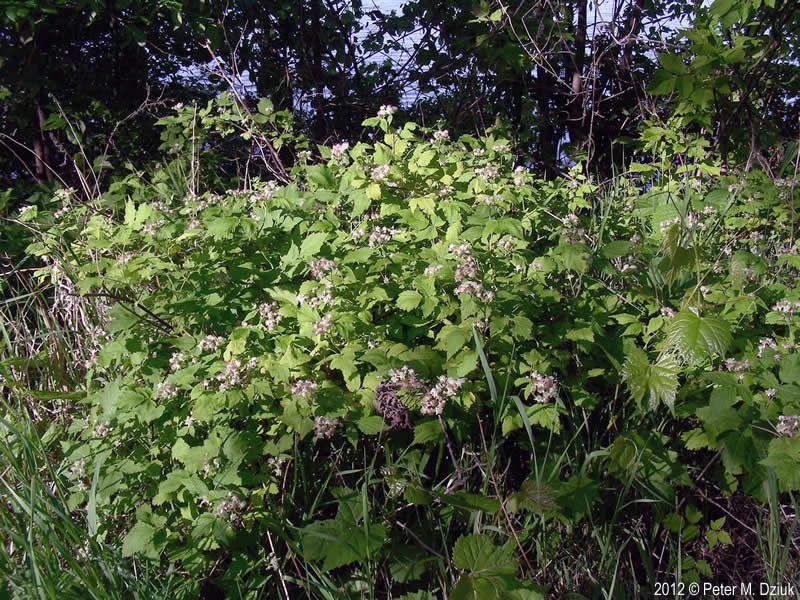 Rubus occidentalis (Black Raspberry)