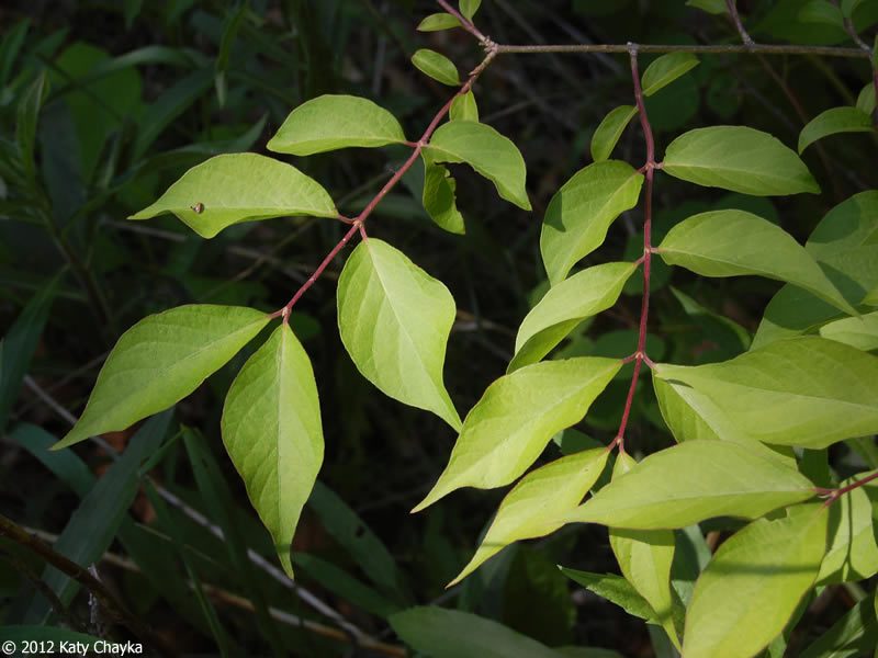 Amur Honeysuckle (Lonicera maackii)  Cowling Arboretum  Carleton College