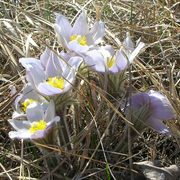 Pasqueflower at McKnight Prairie
