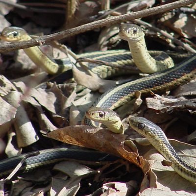 Eastern garter snakes, Thamnophis sirtalis sirtalis found in the arboretum