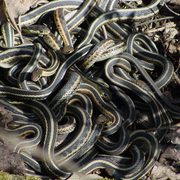 Eastern garter snakes