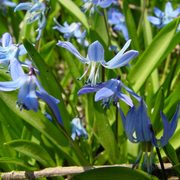 Siberian squill, Scilla siberica