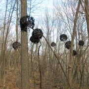Some buckthorn plants in a forest.