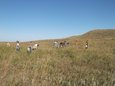 Seed collecting at McKnight Prairie