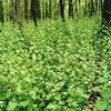 Arb Volunteer Work Event - Garlic Mustard Pull!