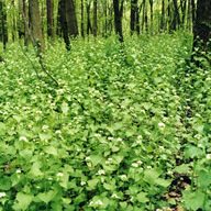 Woodland floor blanketed by garlic mustard. Nearly all other ground cover species have been shaded out.