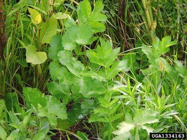 Wild Parsnip Leaves